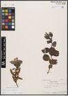 Foto von Salix aurita L. x Salix nigricans Sm.